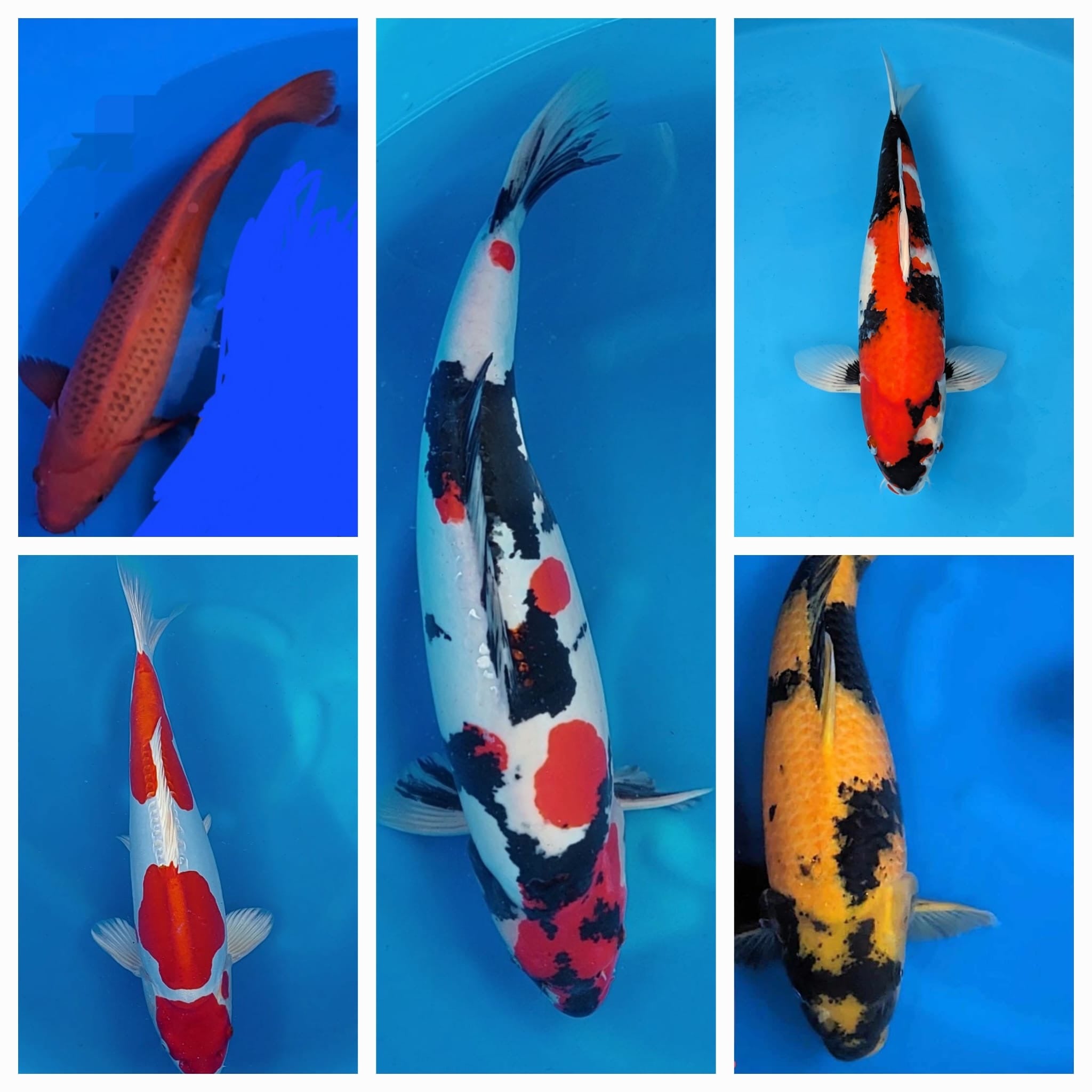 KOI