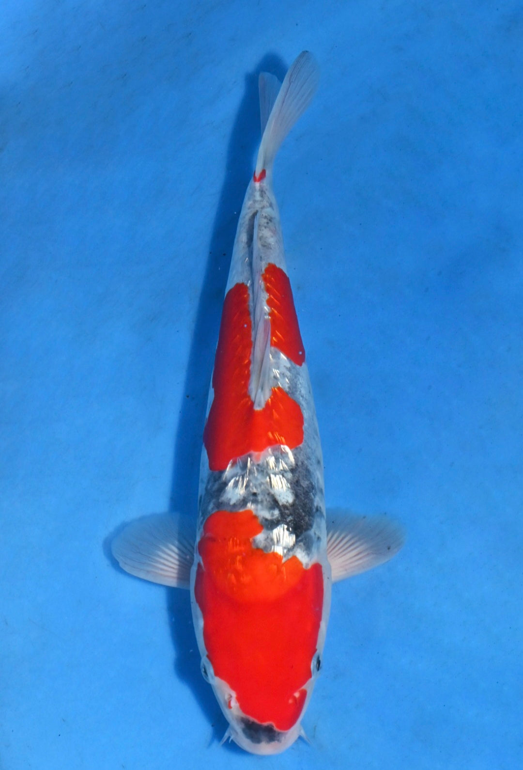 Aragoke ginrin goshiki