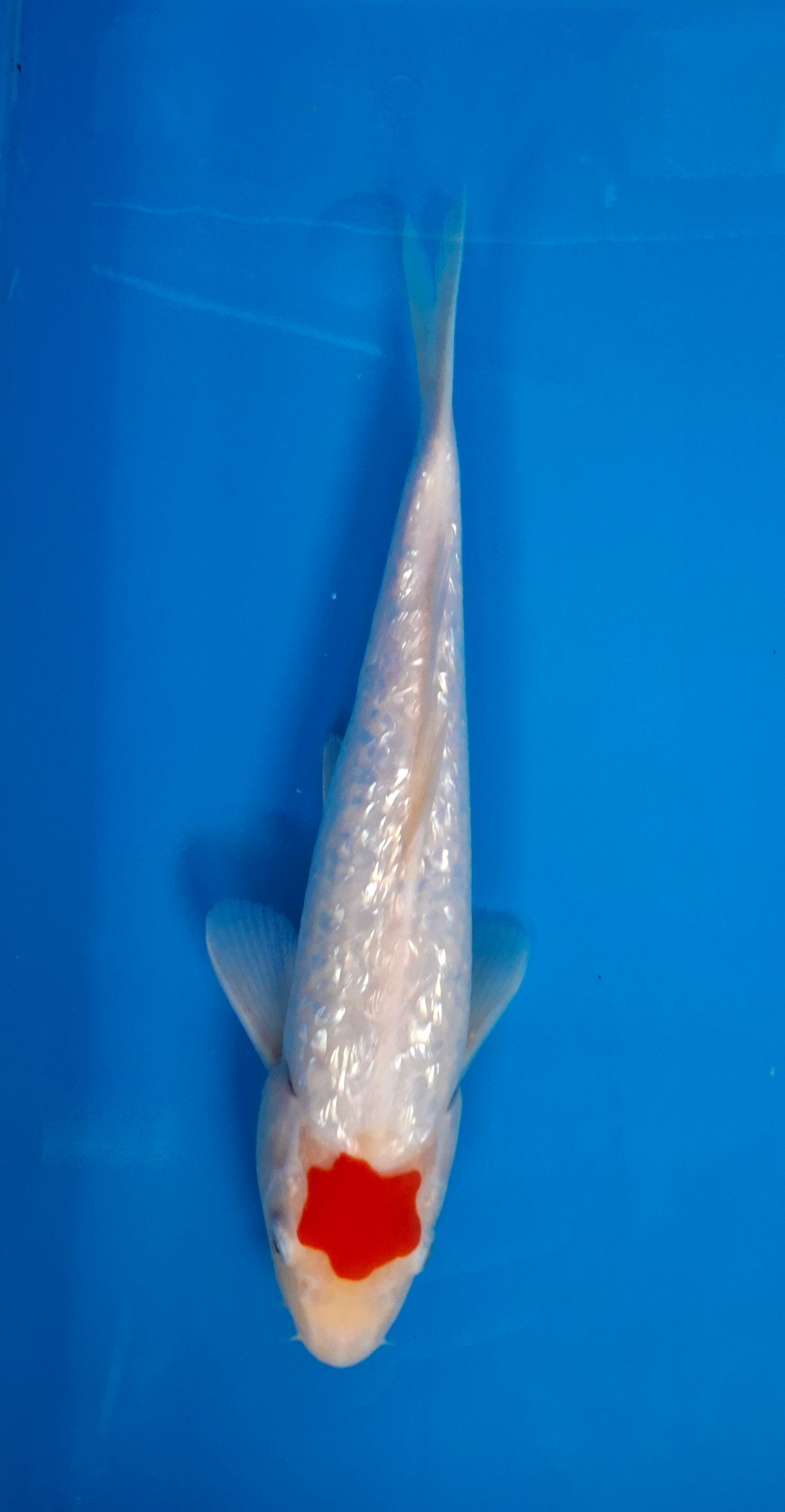 Tancho ginrin kohaku