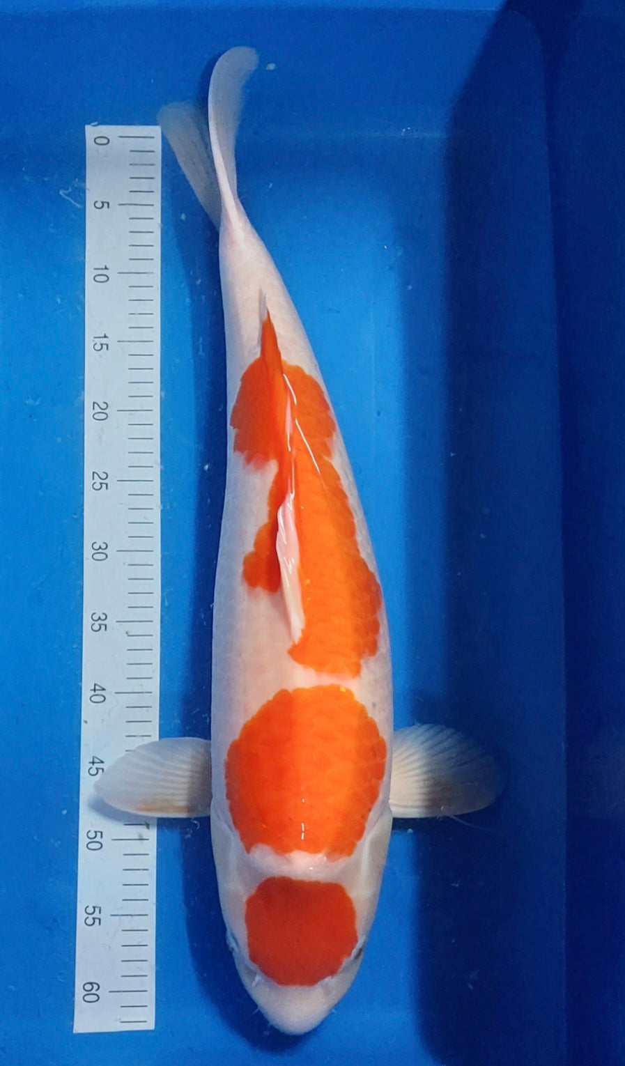 MARUTEN KOHAKU avec certificat