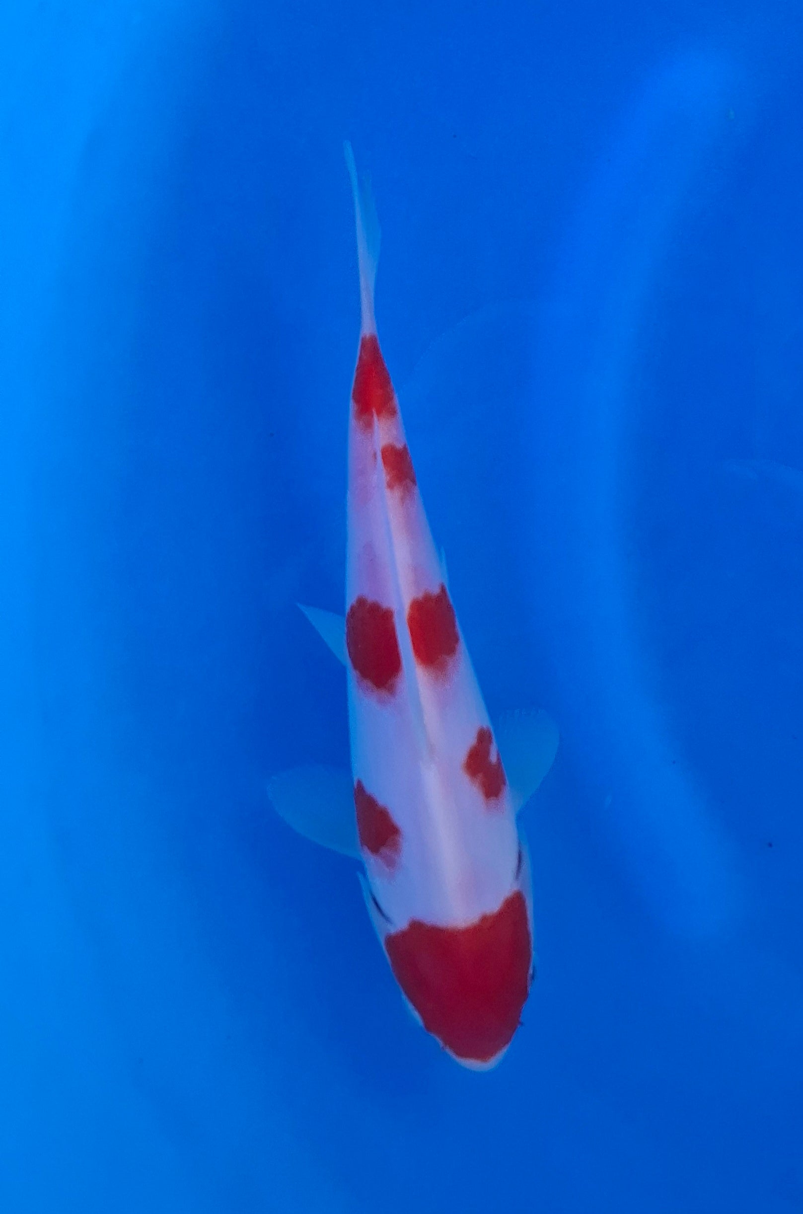 Kohaku